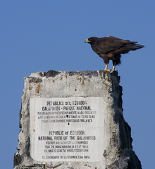 Buteo galapagoensis