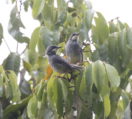 White-chinned Prinia (Schistolais leucopogon)