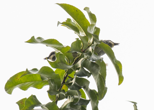 White-chinned Prinia (Schistolais leucopogon), photo 2
