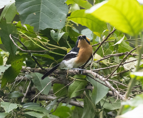 Lühder's Bushshrike (Laniarius luehderi), photo 8