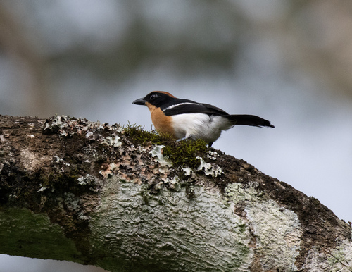 Lühder's Bushshrike (Laniarius luehderi), photo 2