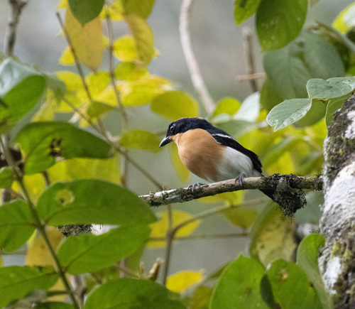Lühder's Bushshrike (Laniarius luehderi), photo 6