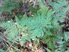 Pentagramma triangularis
