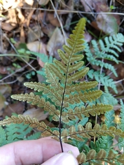 Pentagramma triangularis