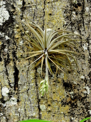Tillandsia pohliana