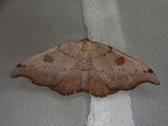 Sarisa muriferata