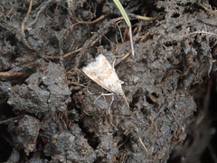Glaucocharis helioctypa