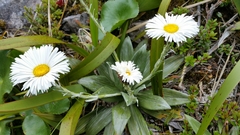 Celmisia semicordata