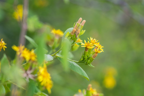 Mexican Trixis (Trixis inula)