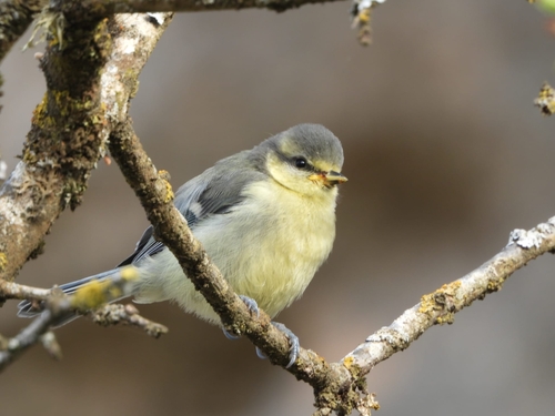 Avistamiento Cyanistes caeruleus