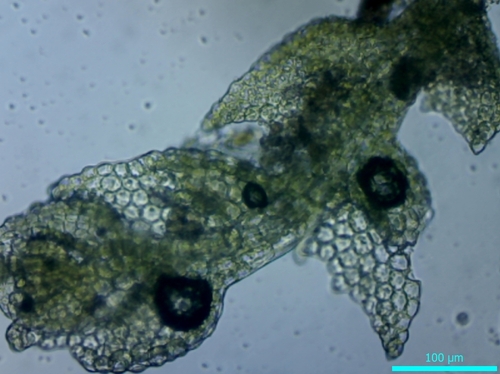 Toothed Pouncewort (Drepanolejeunea hamatifolia)