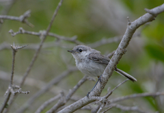 Yucatan Gnatcatcher photo 3