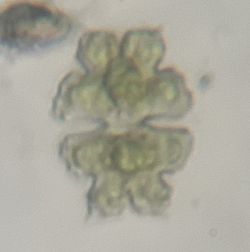Euastrum trigibberum