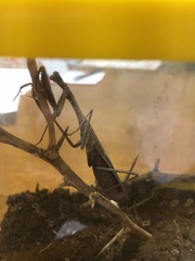 Statilia maculata maculata