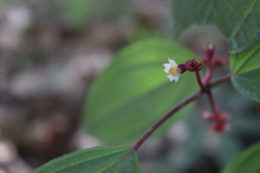 Miconia submontana