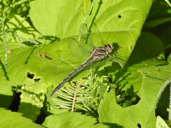 Phanogomphus spicatus