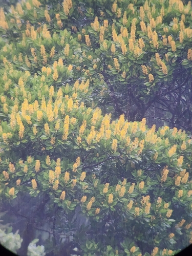 Vochysia guatemalensis - Whole tree