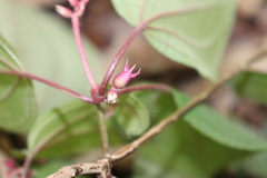 Miconia submontana