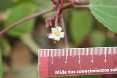 Miconia submontana