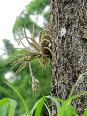 Tillandsia pohliana