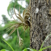 Tillandsia pohliana - Photo (c) Nelson Wisnik, some rights reserved (CC BY-NC), uploaded by Nelson Wisnik