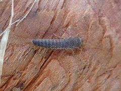 Allacrotelsa spinulata