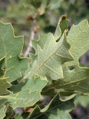 Quercus havardii tuckeri
