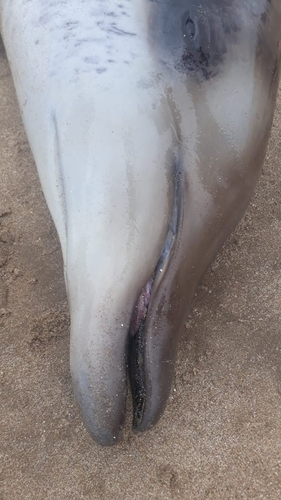 ヒモハクジラ