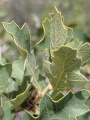 Quercus havardii tuckeri