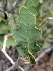 Quercus havardii tuckeri