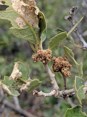 Quercus havardii tuckeri