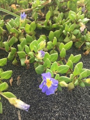 Nolana paradoxa