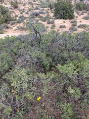 Quercus havardii tuckeri