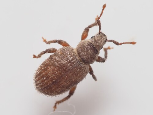 Cathormiocerus spinosus