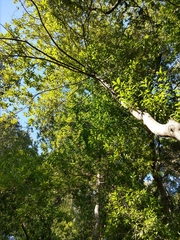 Umbellularia californica