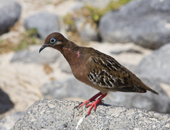 Zenaida galapagoensis