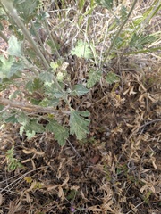 Sphaeralcea grossulariifolia
