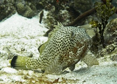 Red Hind photo 4