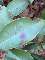 Diaporthe kalmiae