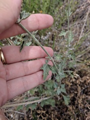 Sphaeralcea grossulariifolia