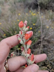Sphaeralcea grossulariifolia