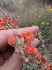 Sphaeralcea grossulariifolia