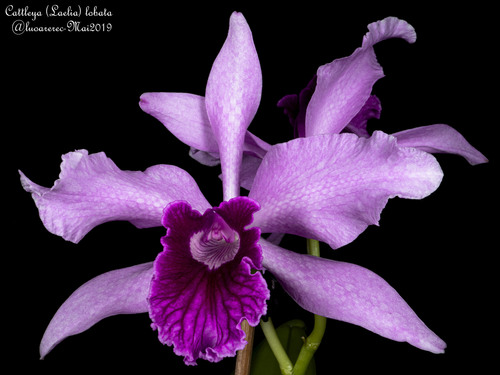 Lobata Cattleya