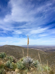 Dasylirion cedrosanum