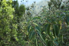 Lippia hirsuta