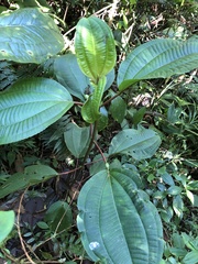Miconieae