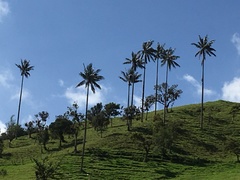 Ceroxylon quindiuense