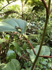 Miconieae