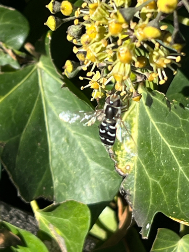 Unknown species found near Hillview Dr, Ashland, OR, US