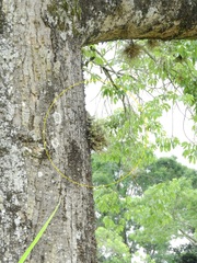 Tillandsia tricholepis